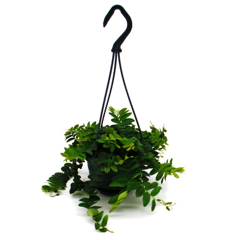 Exotenherz - Mini-plante de feuillage à entretien facile - Marcgravia umbellata - Plante à bardeaux