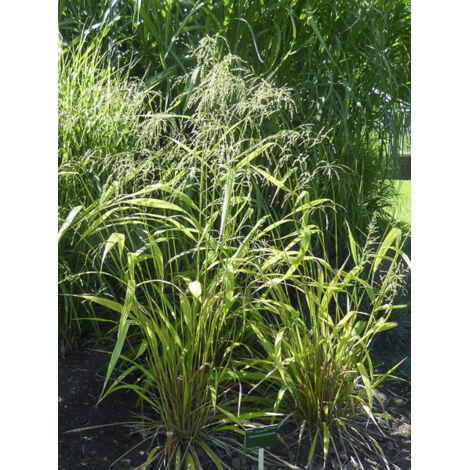 Phaenosperma globosa Godet de 8/9 cm