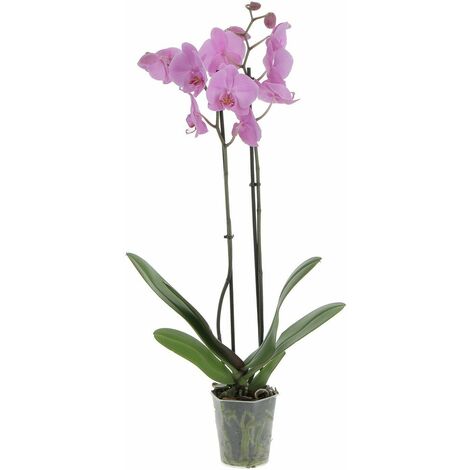 Phalaenopsis 2 Rami