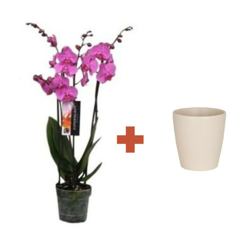 

Phalaenopsis M-12 4T + Cubre Beige Thalia 14Cm