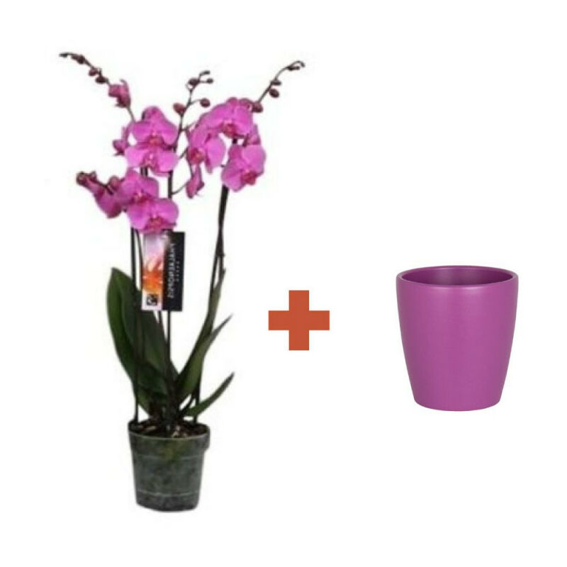

Phalaenopsis M-12 4T + Cubre Fucsia Thalia 14Cm