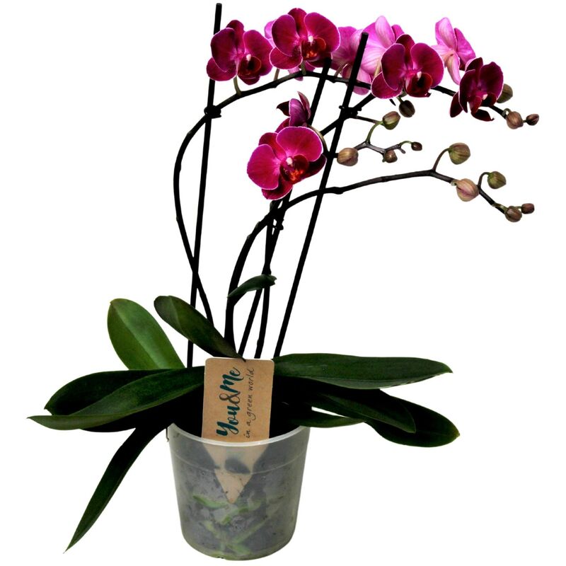 Plant In A Box - Phalaenopsis Multiflora - Orchidée Pourpre - Pot 12cm - Hauteur 35-45cm - Violet
