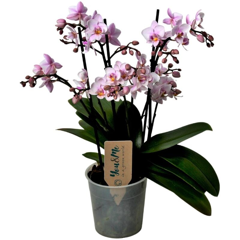 Plant In A Box - Phalaenopsis Multiflora - Orchidée rose - Pot 12cm - Hauteur 35-45cm - Rose