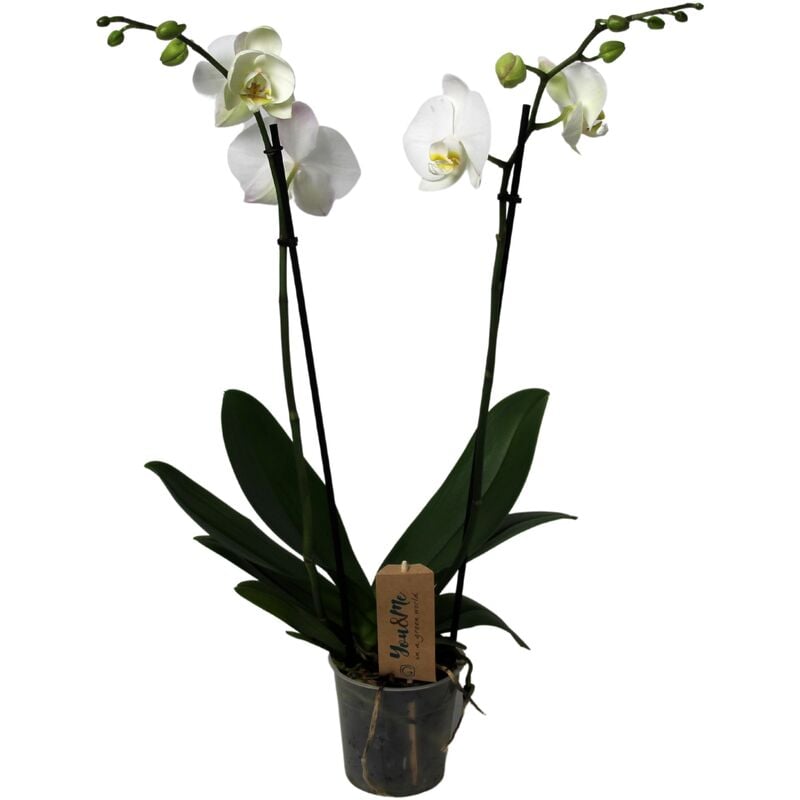 Phalaenopsis - Orchidée Blanc - Pot 12cm - Hauteur 50-60cm - Blanc