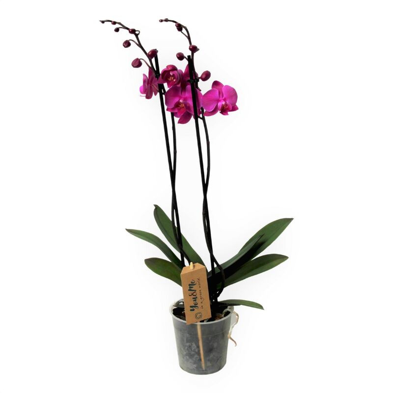Plant In A Box - Phalaenopsis - Orchidée Pourpre - Pot 12cm - Hauteur 50-60cm - Violet