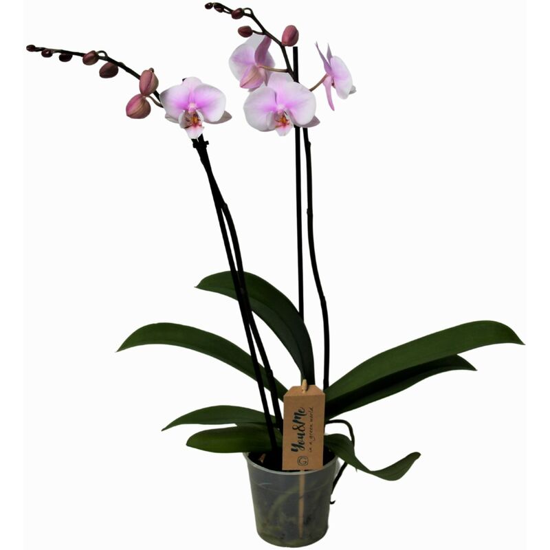 Phalaenopsis - Orchidée rose - Pot 12cm - Hauteur 50-60cm - Rose