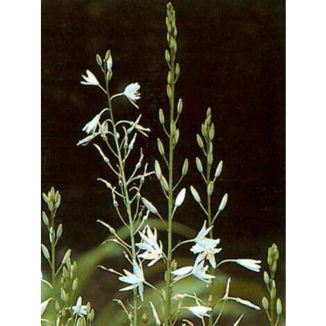 Phalangère à fleurs de lis Godet de 8/9 cm