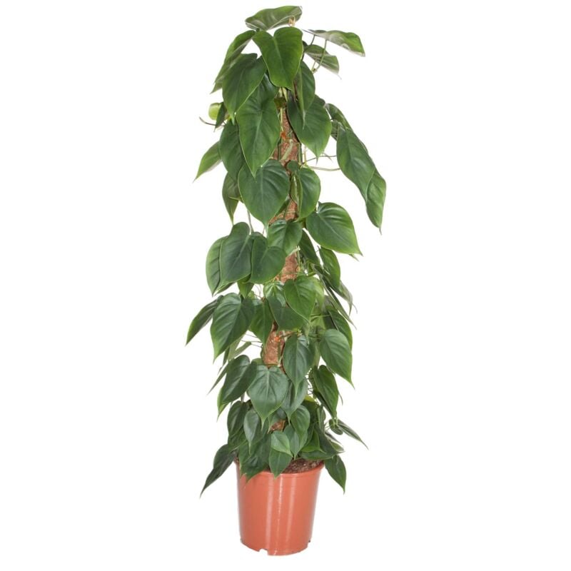 Philodendron 'Escalade' - XXL sur bâton de mousse - Pot 27cm - Hauteur 150-160cm - Vert