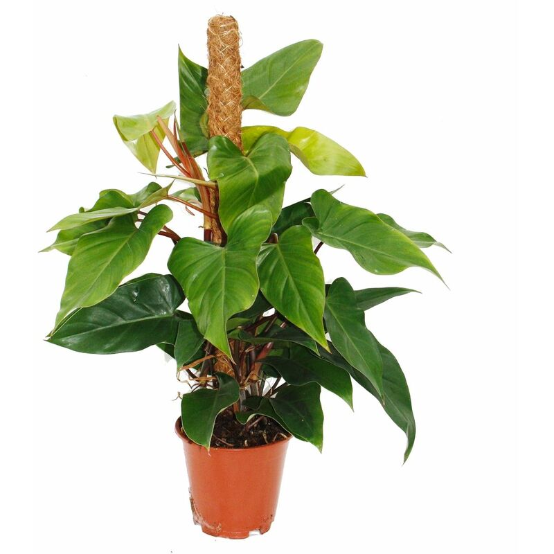 Philodendron Émeraude rouge, Philodendron pot de 19cm