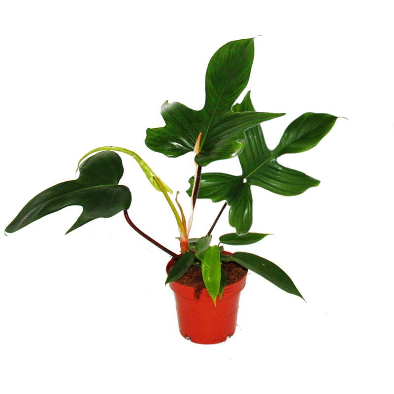 Philodendron Florida Beauty Green - Ami des arbres exceptionnel - pot de 12cm