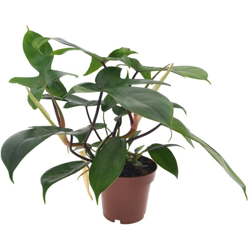 Philodendron 'Vert de Floride' - ⌀ 12cm - Hauteur 20-30cm - Vert