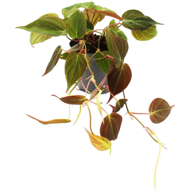 Philodendron micans - Dark Climbing Tree Friend - Pot 12cm