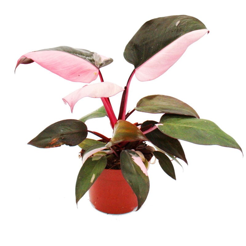 Exotenherz - Philodendron Pink Princess - ami arbre rose-noir - pot 12cm