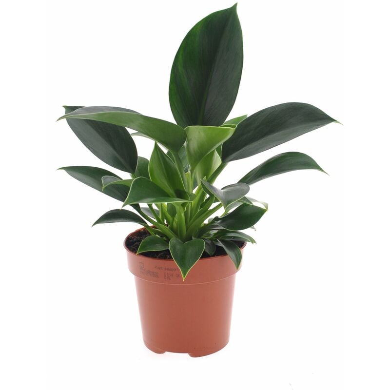 Philodendron 'Princesse verte' - Pot 12cm - Hauteur 20-30cm - Vert