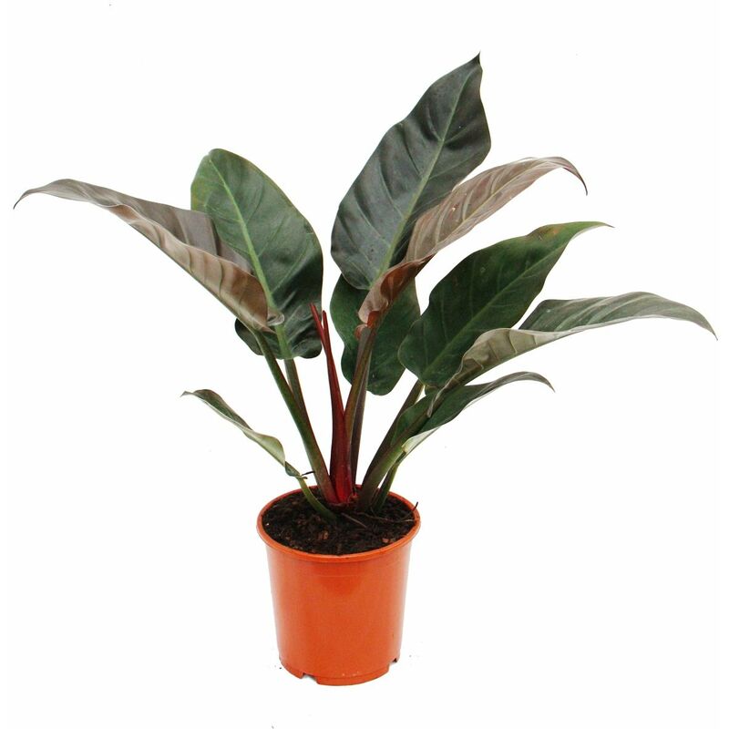 Philodendron Rouge Impérial 19cm Pot