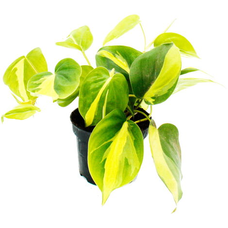 EXOTENHERZ Philodendron scandens Brasil - Kletternder Baumfreund - zweifarbig - 12cm Topf