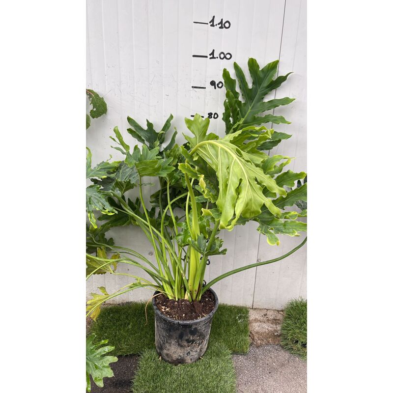 Vivaio Garden Forest - Philodendron Selloum philodendron plants of hope photos réelles Pot 24cm