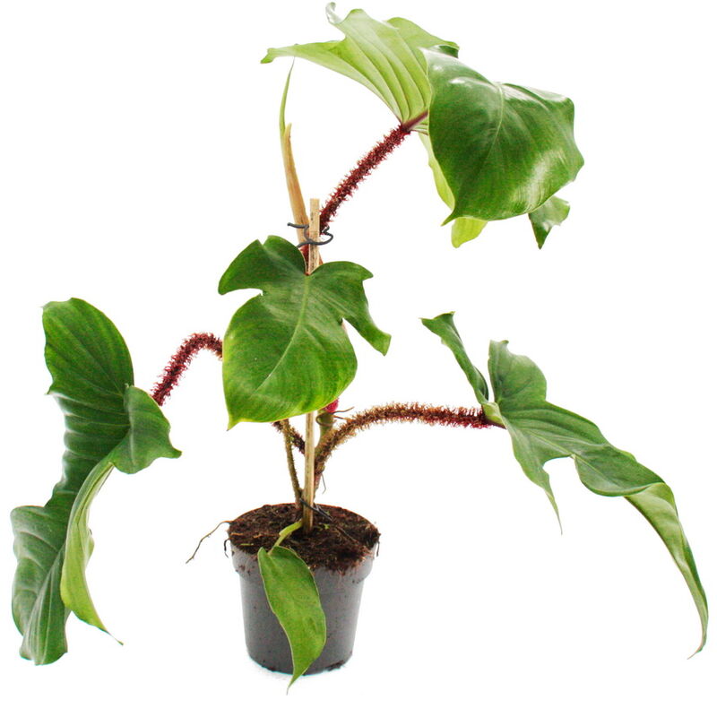 Exotenherz - Philodendron squamiferum - l'ami sauvage de l'arbre à poigne rouge - Pot 12cm