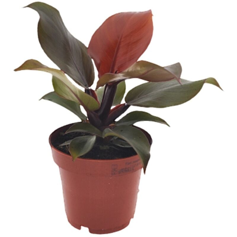 Plant In A Box - Philodendron 'Lumière du soleil' - ⌀ 12cm - Hauteur 20-30cm - Vert