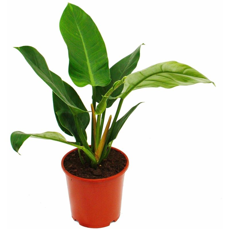 Philodendron Vert Impérial Vert 19cm Pot