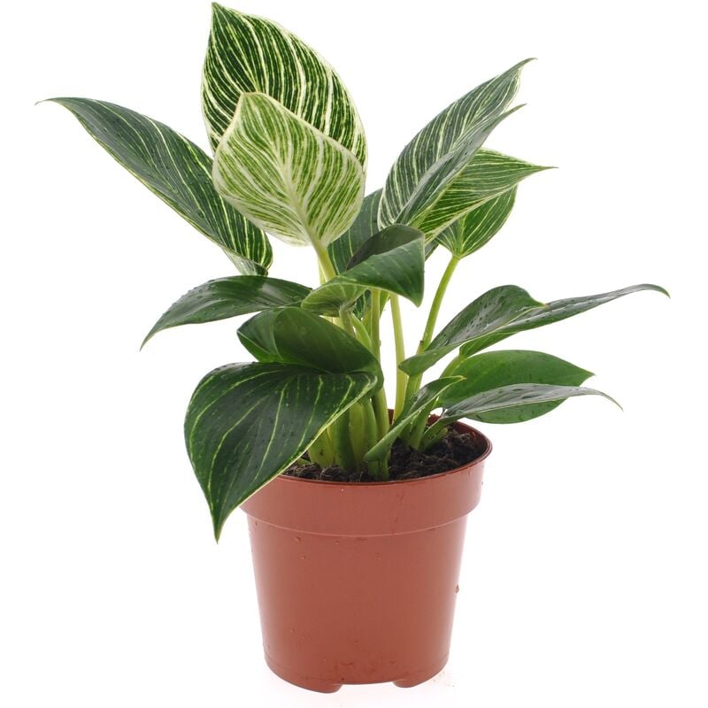Philodendron 'Vague blanche' - Pot 12cm - Hauteur 20-30cm - Vert