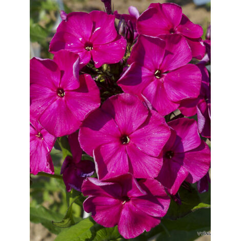 Phlox 'Bambini Desire' Pot de 2L/3L