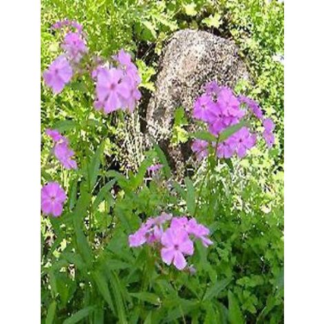 Phlox carolina 'Bill Baker' Godet de 8/9 cm