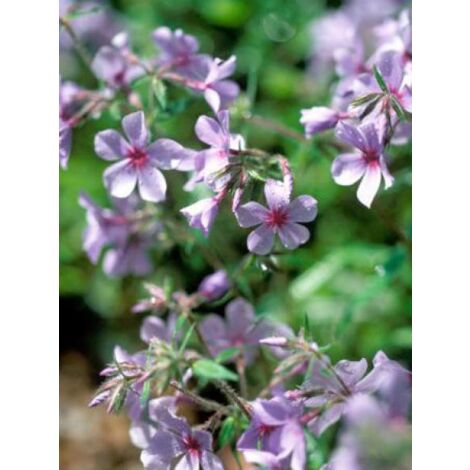 Phlox divariqué 'Chattahoochee' Godet de 8/9 cm