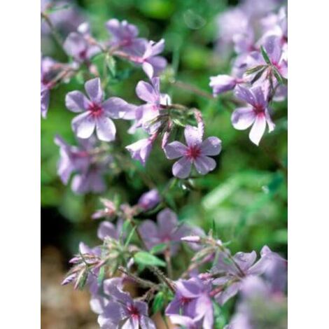 Phlox divariqué 'Chattahoochee' Pot de 2L/3L