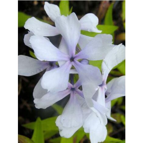 Phlox divariqué 'Dirigo Ice' Godet de 8/9 cm