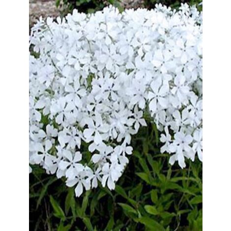 Phlox divariqué 'White Perfume' Godet de 8/9 cm