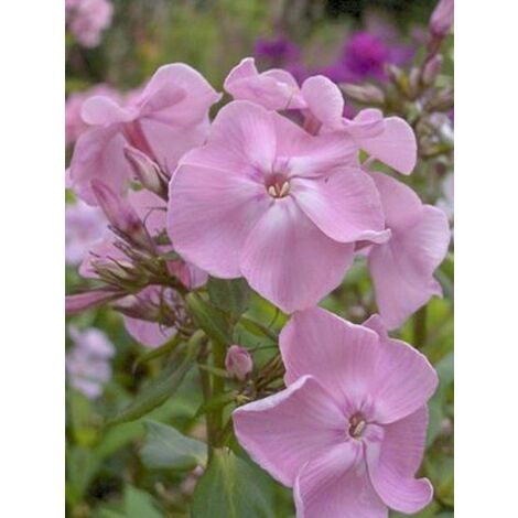 Phlox 'Elisabeth' Godet de 8/9 cm