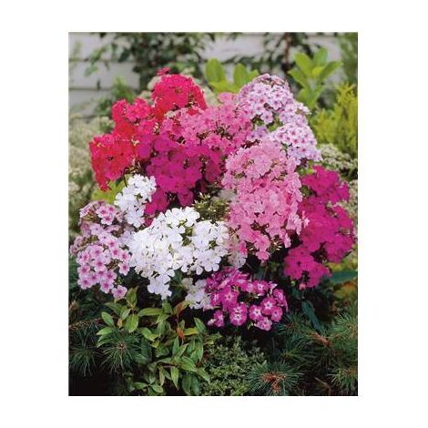 PHLOX EN MELANGE