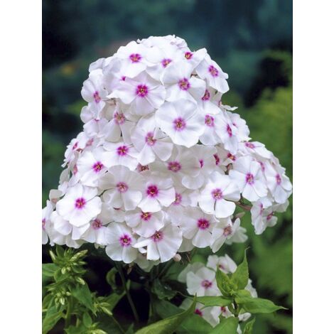 Phlox 'Graf Zeppelin' Godet de 8/9 cm