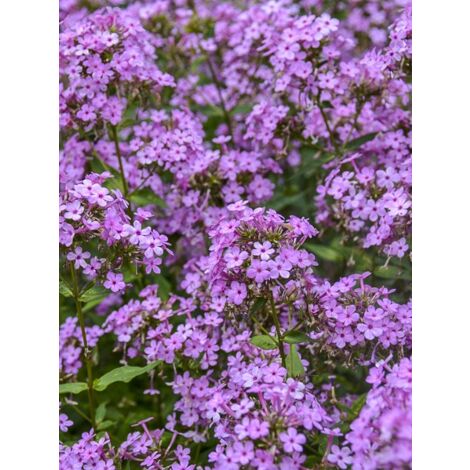 Phlox 'Jeana' Godet de 8/9 cm