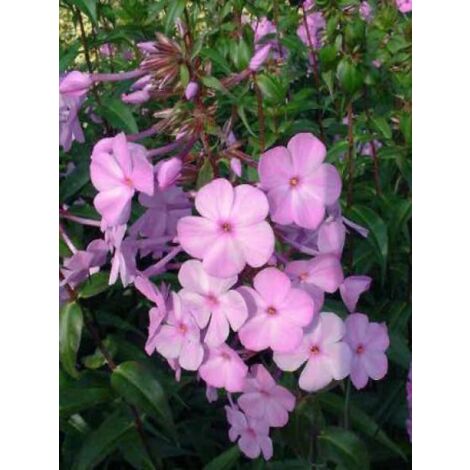 Phlox maculé 'Alpha' Godet de 8/9 cm