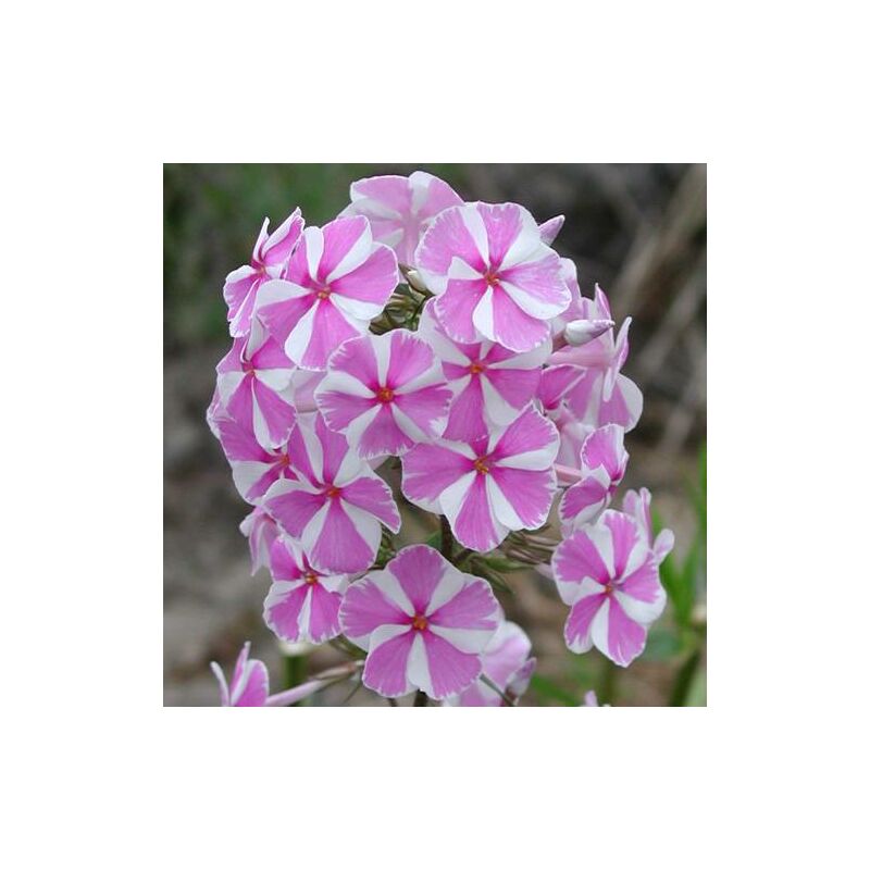 Phlox maculé Natascha | Conditionnement: Lot de 5 godets