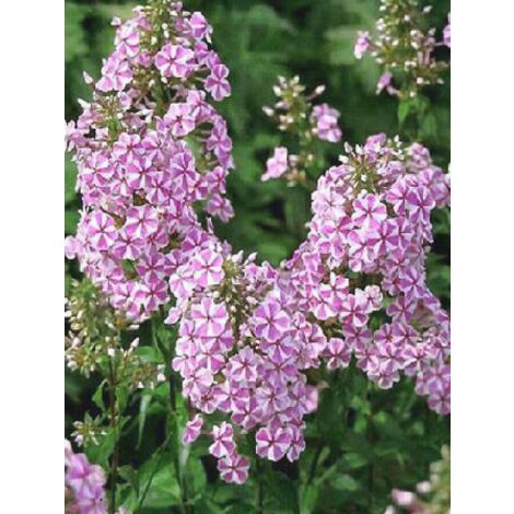 Phlox maculé 'Natasha' Godet de 8/9 cm