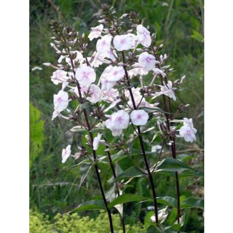 Phlox maculé 'Omega' Godet de 8/9 cm