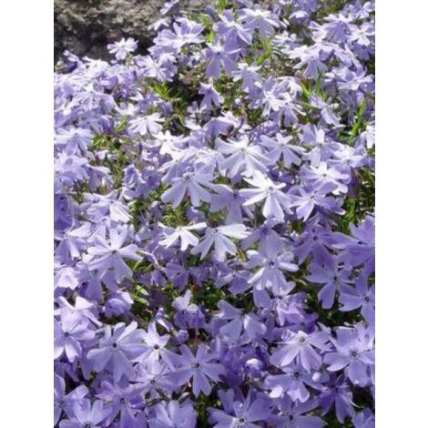 Phlox mousse 'Emerald Cushion Blue' Godet de 8/9 cm