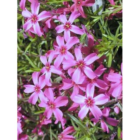 Phlox mousse 'Scarlet Flame' Godet de 8/9 cm