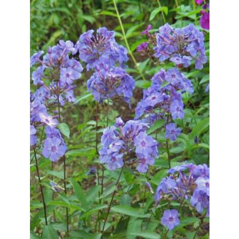 Phlox paniculé 'Blue paradise' Godet de 8/9 cm