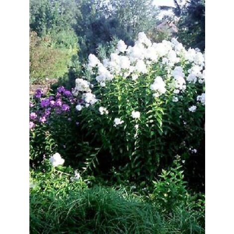 Phlox paniculé 'David' Godet de 8/9 cm