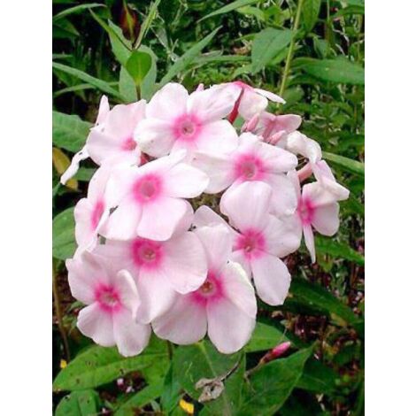 Phlox paniculé 'Europa' Godet de 8/9 cm