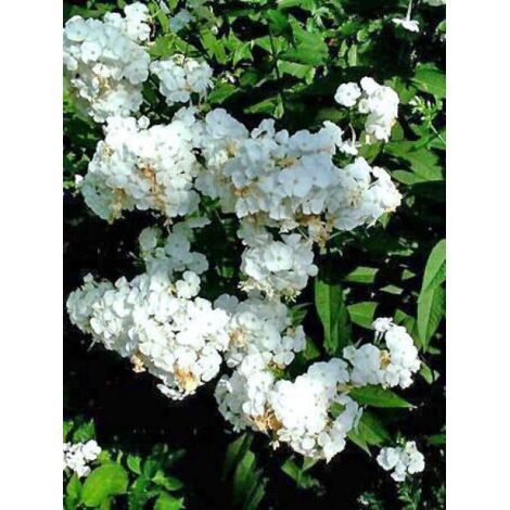 Phlox paniculé 'Fujiyama' Godet de 8/9 cm
