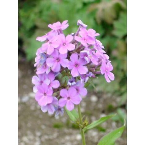 Phlox paniculé 'Hesperis' Godet de 8/9 cm