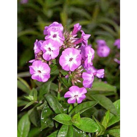 Phlox paniculé 'Laura' Godet de 8/9 cm