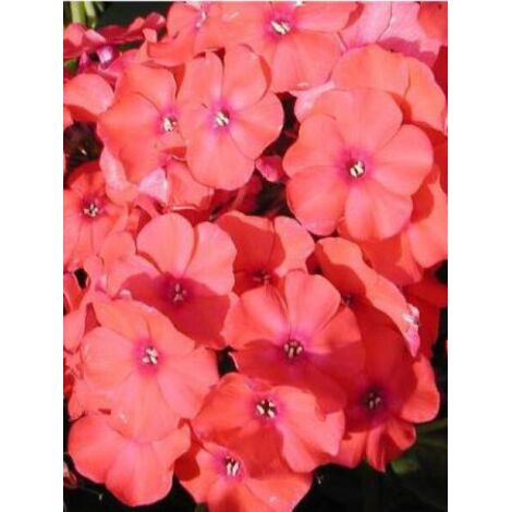 Phlox paniculé 'Orange Perfection' Pot de 2L/3L