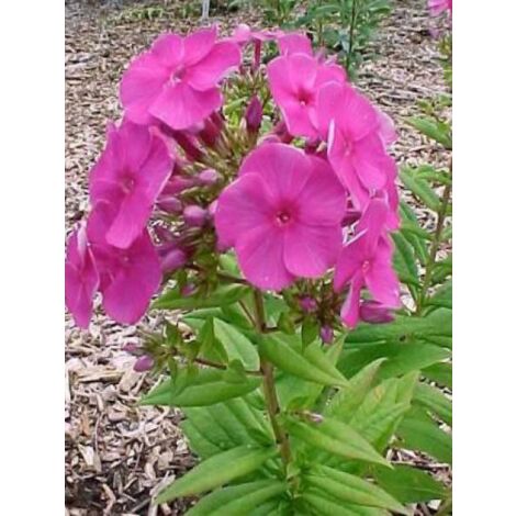 Phlox paniculé 'Purple Flame' Godet de 8/9 cm