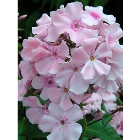 Phlox paniculé 'Rosa Pastel' Godet de 8/9 cm